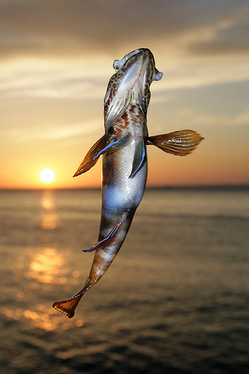 fish jump.jpg
